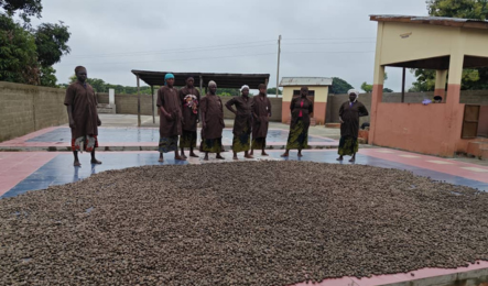 Séchage et décorticage